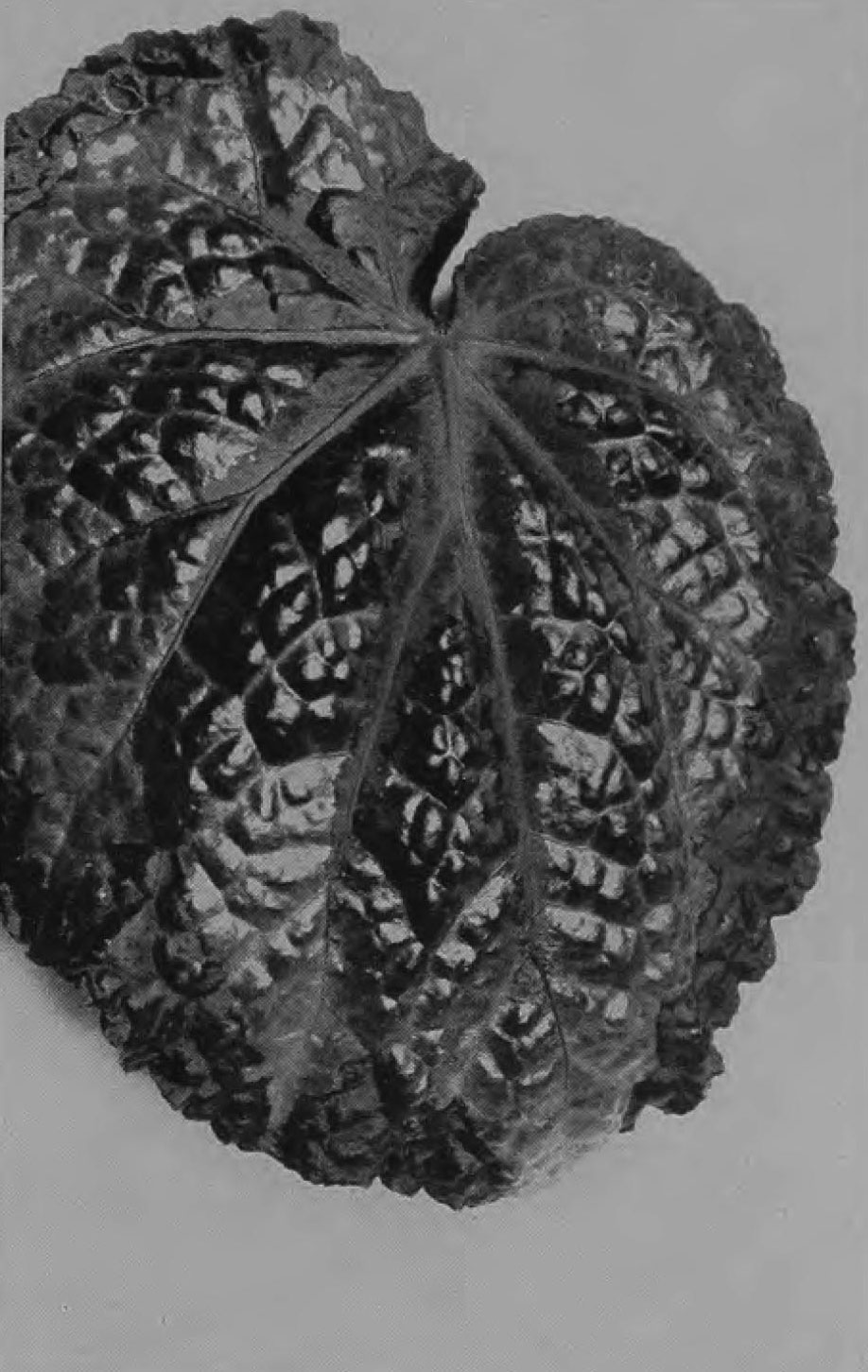B. ‘Navajo’
